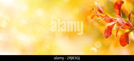 Beau fond naturel avec des feuilles d'automne dans les lumières du soleil. Concept de saison d'automne. Flou artistique, macro Banque D'Images