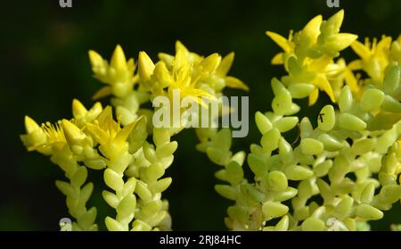 Dans la roche sauvage (Sedum acre) pousse sur les sols rocailleux Banque D'Images