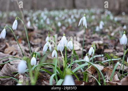 Dans la forêt, dans la nature, les gouttes de neige printanières (Galanthus nivalis) fleurissent. Banque D'Images