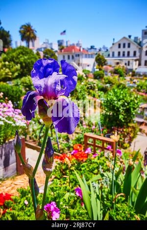 Jolie fleur violette avec pétales bleutés macro et vue large du jardin de fleurs floues en arrière-plan Banque D'Images