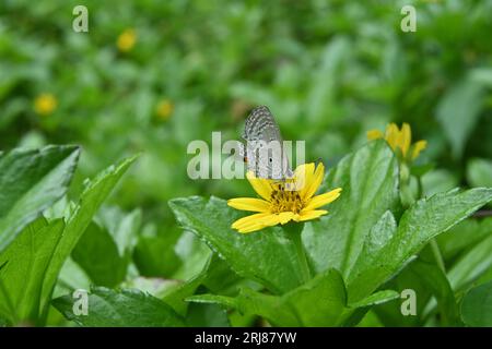 Vue de dessous des ailes d'un papillon Cupidon des Plaines (Luthrodes Pandava) essayant de recueillir le nectar d'une fleur de Marguerite de Singapour Banque D'Images