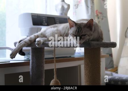 Snow Rosette Bengal Cat endormi dans la salle de couture avec un œil ouvert Banque D'Images