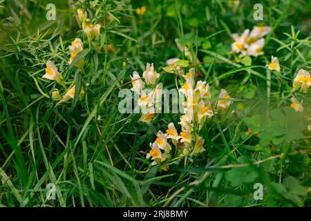 Fleurs jaunes et blanches du crapaud commun de Linaria vulgaris. Photo en gros plan d'une plante en fleurs de la famille des Plantaginaceae. Nature de l'Allemagne, forêts de Banque D'Images