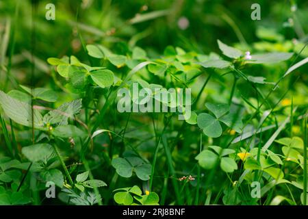 Herbe verte dans la forêt par une journée ensoleillée. Oxalis acetosella et fleurs jaunes et blanches de Linaria vulgaris. Photo en gros plan de Common Wood Sorrel. S.O. Banque D'Images