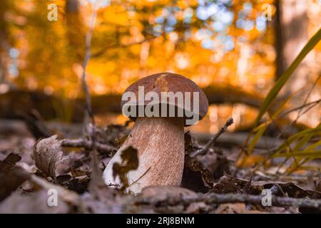 Beau, fort et intact par les insectes, CEP champignon dans une scène forestière parmi les feuilles tombées au soleil. Champignon forestier avec un chapeau brun. Boletus edul Banque D'Images