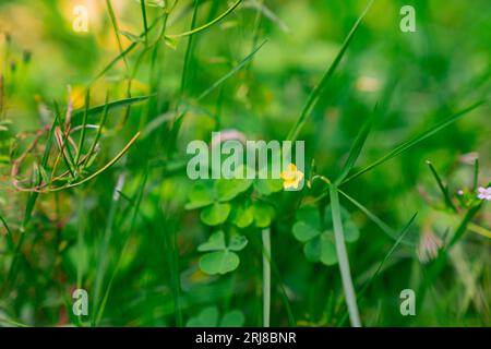 Herbe verte dans la forêt par une journée ensoleillée. Oxalis acetosella et fleurs jaunes et blanches de Linaria vulgaris. Photo en gros plan de Common Wood Sorrel. S.O. Banque D'Images