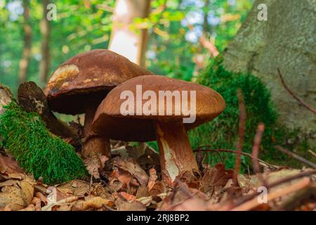 Belle, forte et intacte par les insectes, Imleria Mushroom dans une scène forestière parmi les feuilles tombées au soleil. Champignon forestier avec un chapeau brun. Boletace Banque D'Images