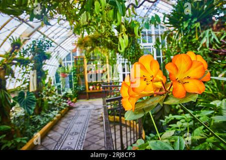Gros plan de fleurs orange vif avec pop jaune dans les pétales à l'intérieur du conservatoire Banque D'Images