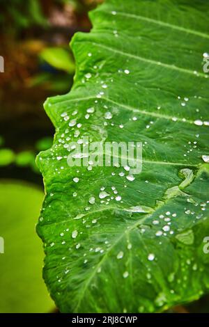Gros plan des gouttes de rosée sur une grande feuille verte Banque D'Images