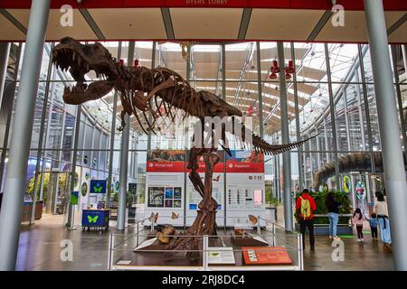 Squelette de Tyrannosaurus rex debout dans le lobby Byers de l'Académie des Sciences Banque D'Images