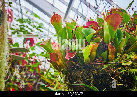 Plante carnivore suspendue avec ouverture en entonnoir pour piéger les insectes dans un pot moussé Banque D'Images