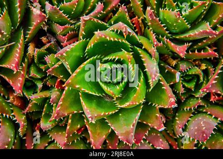 Macro View Blooming succulent l'actif d'arrière-plan Banque D'Images