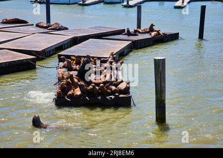 Lion de mer solitaire nageant autour d'un endroit bondé pour baigner les lions de mer au Pier 39 Banque D'Images
