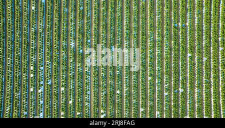 Tout droit vers le bas aérien des plants de fraises sur les terres agricoles en plusieurs longues rangées verticales Banque D'Images