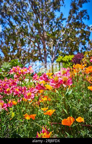 Journée ensoleillée avec de glorieuses fleurs roses et oranges avec des arbres flous et un ciel bleu brillant Banque D'Images