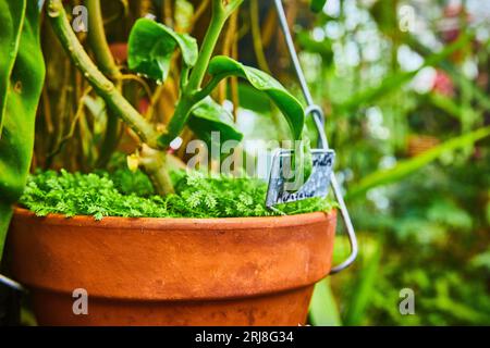 Gros plan de plante verte en pot avec de minuscules feuilles autour de la base Banque D'Images