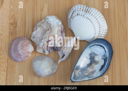 Coquillages sur un fond en bois. Vue d'en haut. Banque D'Images