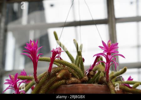 Cactus en queue de boeuf en fleur. En latin, il est appelé Cleistocactus vulpis-cauda. Vue de face d'un cactus suspendu dans un pot dans un jardin botanique. Banque D'Images