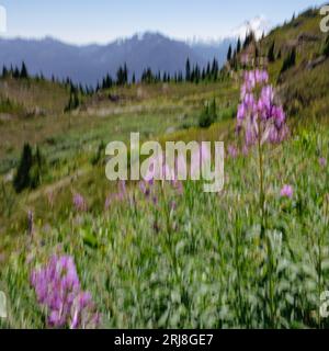 Le mouvement intentionnel de la caméra (ICM) est utilisé pour créer une vue de style impressionniste de l'herbe à feu violette, des prairies et des forêts près du mont. Baker. Banque D'Images