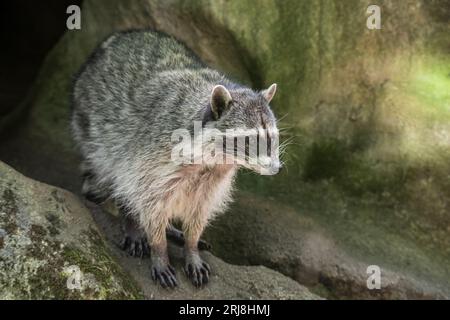 Image frontale d'un raton laveur adulte captif, trek nord-ouest, graham, washington, usa Banque D'Images