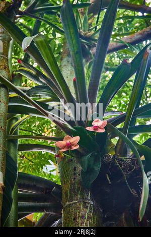 Fleurs roses sur grand arbre tropical avec fond végétal vert Banque D'Images