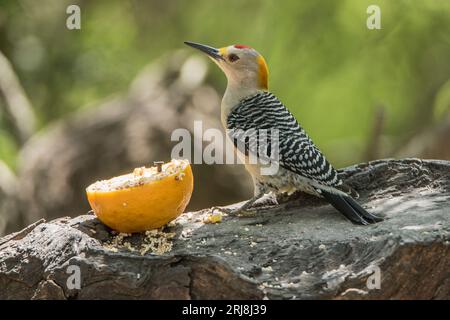 Un pic-bois mâle adulte à façade dorée, endémique du Texas, sur une bûche avec une moitié orange nourricière, Laguna Atascosa, NWR, Bayview, Texas, ÉTATS-UNIS Banque D'Images