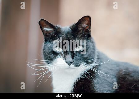 Vue rapprochée d'un chat de vache, un chat noir et blanc Banque D'Images