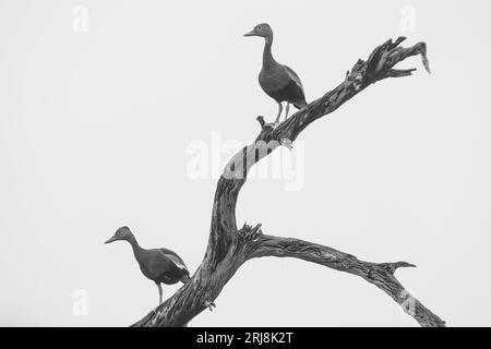 Deux canards sifflant à ventre noir dans un arbre avec un fond propre. Bon pour l'art, la conception graphique, l'art mural Lignes nettes et solides. Banque D'Images