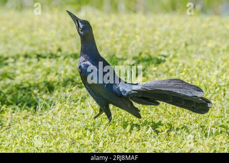 Un mâle Great-Tailed Grackle s'affiche sur l'herbe sur South Padre Island, Texas, USA Banque D'Images