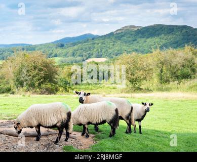 Pendant le milieu de l'été, se nourrissant sur l'herbe luxuriante des prairies, moutons britanniques communs, race du UK.A blanc, laineux et de taille moyenne avec un nez noir et le dessous Banque D'Images