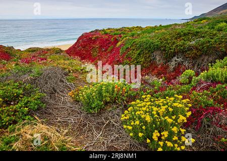 Succulentes rouges vibrantes avec des fleurs jaunes sauvages et des racines exposées sur la colline menant à l'océan Banque D'Images
