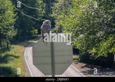 Hibou barrée sur un panneau d'arrêt, Bainbridge Island, WA Banque D'Images