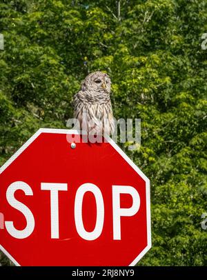 Hibou barrée sur un panneau d'arrêt, Bainbridge Island, WA Banque D'Images