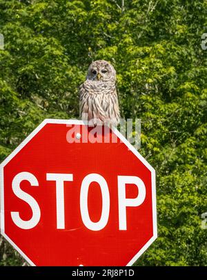 Hibou barrée sur un panneau d'arrêt, Bainbridge Island, WA Banque D'Images