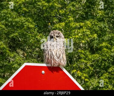 Hibou barrée sur un panneau d'arrêt, Bainbridge Island, WA Banque D'Images