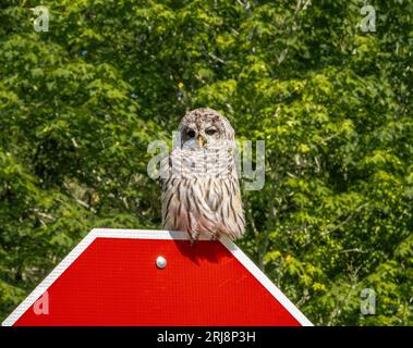 Hibou barrée sur un panneau d'arrêt, Bainbridge Island, WA Banque D'Images