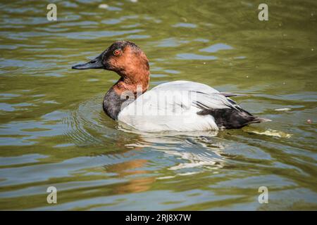 Gros plan d'un canard canvasback mâle ou drake nageant sur un étang à Liberty Park, Salt Lake City, Utah, États-Unis Banque D'Images