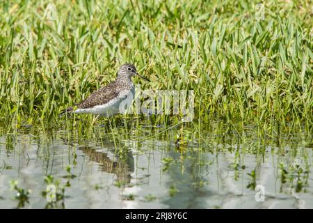 Un Sandpiper solitaire, un petit oiseau de rivage, pataugent dans l'herbe inondée, South Padre Island Birding and conservation Center, Texas, USA Banque D'Images