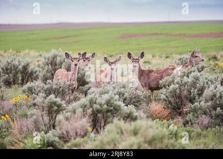 Un groupe ou un troupeau de cerfs mulets femelles et yearling dans une parcelle de broussailles à côté d'un champ de céréales, comté de Jefferson, Idaho, États-Unis Banque D'Images