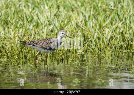 Un sablier solitaire, un petit oiseau de rivage, pataugent dans l'herbe inondée au South Padre Island Birding and conservation Center, Texas, États-Unis Banque D'Images