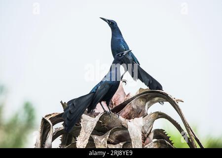 Homme adulte Grackles à queue grandiose se montrant et se défiant mutuellement, zone d'observation des oiseaux de Leona Turnbull, Port Aransas, Texas, États-Unis Banque D'Images