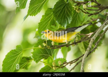 La Paruline de protonotaire (Protonotaria citrea) est un petit oiseau chanteur de la famille des Parulines du Nouveau monde. Perché sur un membre avec des feuilles vertes, Port Aransas Banque D'Images