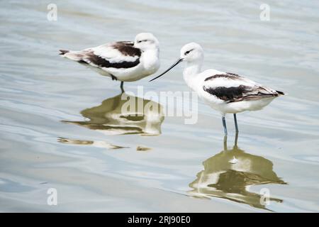 Deux avocats en plumage hivernal, avec des reflets dans l'eau. Port Aransas, Texas, États-Unis Banque D'Images