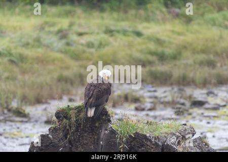 Photographie d'un aigle à tête blanche perché sur un rocher dans son habitat naturel. Banque D'Images