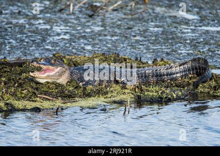 Un alligator repose sur une île flottante avec son embouchure à moitié ouverte, Anahuac, NWR, Texas, USA Banque D'Images