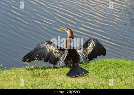 Anhinga gracieuse : ailes tendues par le bord de l'eau, plumes ensoleillées séchant dans le calme tranquille, un moment de sérénité naturelle. Banque D'Images