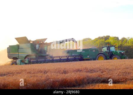 Les ouvriers agricoles du Buckinghamshire profitent de la récolte de blé pendant la lumière nocturne d'une brève fenêtre de beau temps, août 2023. Banque D'Images