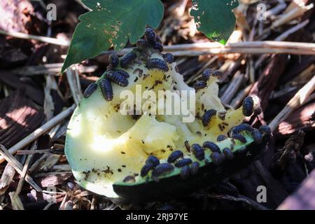 Colonie de punaises ou Armadillidiidae se nourrissant d'un morceau de courge dans un jardin à Payson, Arizona. Banque D'Images