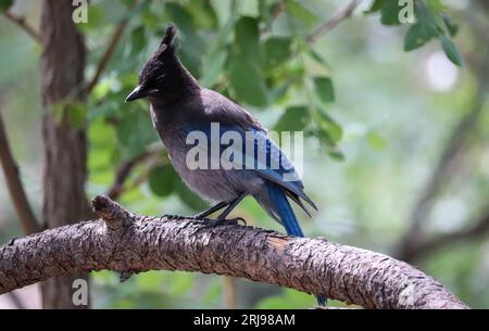 jay de Steller ou Cyanocitta stelleri perché dans un arbre au lac Woods Canyon près de Payson, Arizona. Banque D'Images