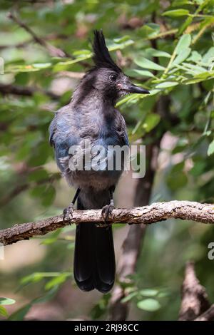 jay de Steller ou Cyanocitta stelleri perché dans un arbre au lac Woods Canyon près de Payson, Arizona. Banque D'Images